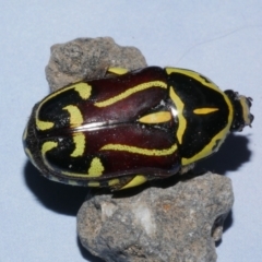 Eupoecila australasiae (Fiddler Beetle) at Freshwater Creek, VIC - 4 Jan 2022 by WendyEM