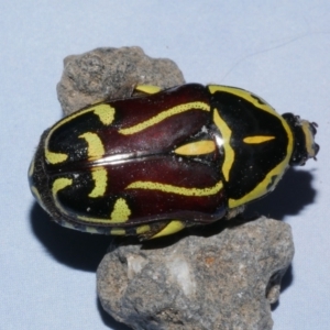 Eupoecila australasiae at Freshwater Creek, VIC - 4 Jan 2022 12:04 PM