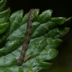 Geometridae (family) IMMATURE at Freshwater Creek, VIC - 21 Jan 2022 by WendyEM
