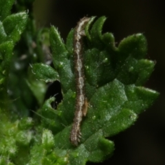 Geometridae (family) IMMATURE at Freshwater Creek, VIC - 21 Jan 2022