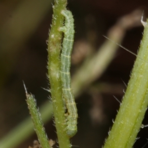 Visiana brujata at Freshwater Creek, VIC - 21 Jan 2022