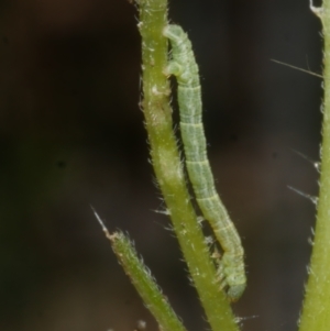 Visiana brujata at Freshwater Creek, VIC - 21 Jan 2022