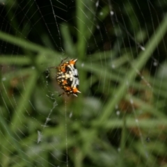 Austracantha minax (Christmas Spider, Jewel Spider) at Freshwater Creek, VIC - 21 Jan 2022 by WendyEM