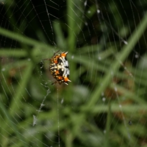 Austracantha minax at Freshwater Creek, VIC - 21 Jan 2022