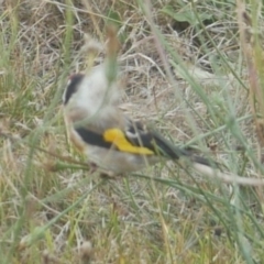 Carduelis carduelis (European Goldfinch) at Freshwater Creek, VIC - 22 Jan 2022 by WendyEM