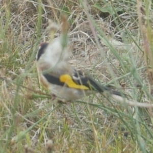 Carduelis carduelis at Freshwater Creek, VIC - 22 Jan 2022 07:53 PM