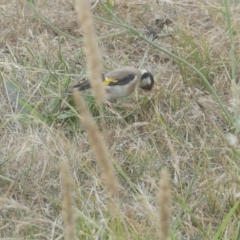 Carduelis carduelis at Freshwater Creek, VIC - 22 Jan 2022 07:53 PM