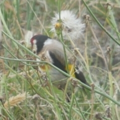 Carduelis carduelis at Freshwater Creek, VIC - 22 Jan 2022