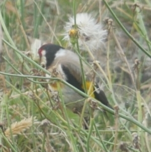 Carduelis carduelis at Freshwater Creek, VIC - 22 Jan 2022 07:53 PM