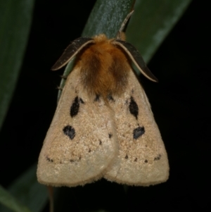 Anthela ocellata at Freshwater Creek, VIC - 31 Jan 2022 11:15 PM