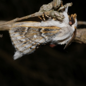 Porela delineata at Freshwater Creek, VIC - 31 Jan 2022