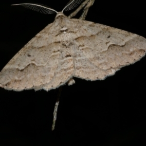 Syneora fractata at Freshwater Creek, VIC - 31 Jan 2022