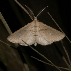 Syneora fractata at Freshwater Creek, VIC - 31 Jan 2022 11:32 PM