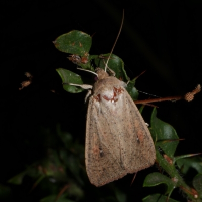 Mythimna (Pseudaletia) convecta (Common Armyworm) at Freshwater Creek, VIC - 31 Jan 2022 by WendyEM