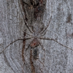 Tamopsis sp. (genus) (Two-tailed spider) at Holt, ACT - 22 Aug 2024 by AlisonMilton