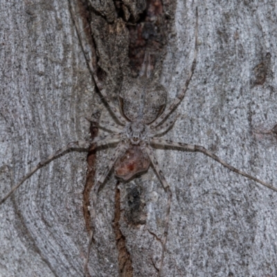 Tamopsis sp. (genus) (Two-tailed spider) at Holt, ACT - 22 Aug 2024 by AlisonMilton