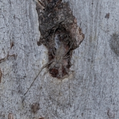 Tamopsis sp. (genus) at Holt, ACT - 22 Aug 2024 12:04 PM