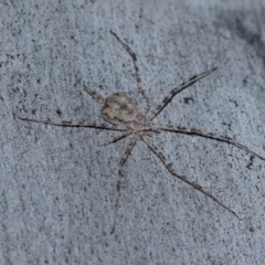 Tamopsis sp. (genus) at Holt, ACT - 22 Aug 2024