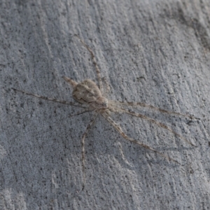 Tamopsis sp. (genus) at Holt, ACT - 22 Aug 2024