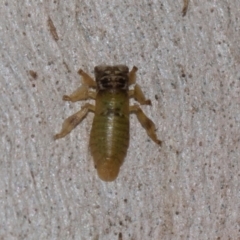 Cicadellidae (family) (Unidentified leafhopper) at Holt, ACT - 22 Aug 2024 by AlisonMilton
