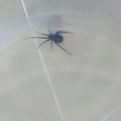 Unverified Spider at Flynn, ACT - 27 Aug 2024 by rbannister