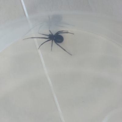 Unverified Spider at Flynn, ACT - 27 Aug 2024 by rbannister