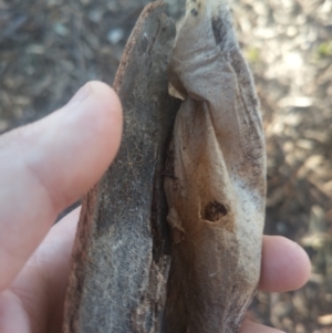 Chelepteryx collesi at Evatt, ACT - 27 Aug 2024