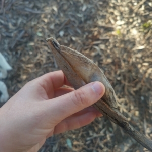 Chelepteryx collesi at Evatt, ACT - 27 Aug 2024