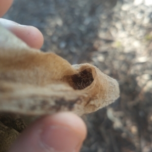 Chelepteryx collesi at Evatt, ACT - 27 Aug 2024