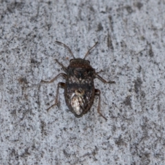 Unidentified True bug (Hemiptera, Heteroptera) at Holt, ACT - 22 Aug 2024 by AlisonMilton