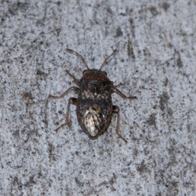 Unverified True bug (Hemiptera, Heteroptera) at Holt, ACT - 22 Aug 2024 by AlisonMilton