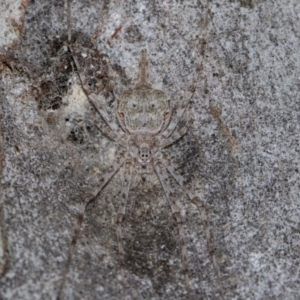 Tamopsis sp. (genus) at Holt, ACT - 22 Aug 2024