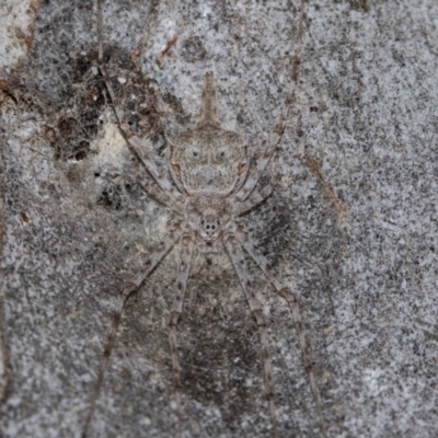 Tamopsis sp. (genus) (Two-tailed spider) at Holt, ACT - 22 Aug 2024 by AlisonMilton