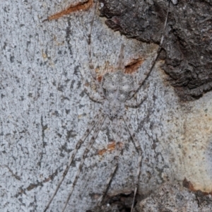 Tamopsis sp. (genus) at Holt, ACT - 22 Aug 2024