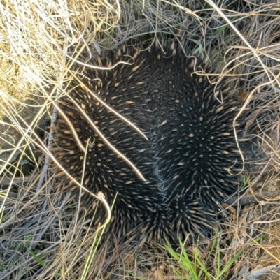 Tachyglossus aculeatus (Short-beaked Echidna) at Tharwa, ACT - 26 Aug 2024 by RAllen