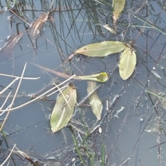 Potamogeton sulcatus (Pondweed) at Murrumbateman, NSW - 27 Aug 2024 by JaneR