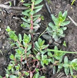 Lythrum hyssopifolia at Murrumbateman, NSW - 27 Aug 2024