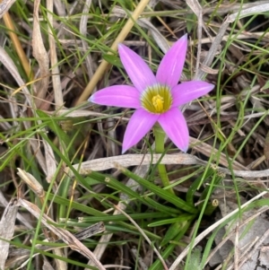 Romulea rosea var. australis at Boambolo, NSW - 27 Aug 2024