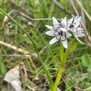 Wurmbea dioica subsp. dioica at Boambolo, NSW - 27 Aug 2024