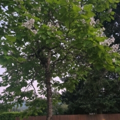 Unverified Other Tree at Mill City, OR - 6 Jul 2024 by Lissanthe