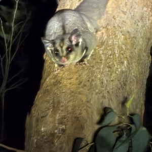 Petaurus breviceps at Bannaby, NSW - suppressed