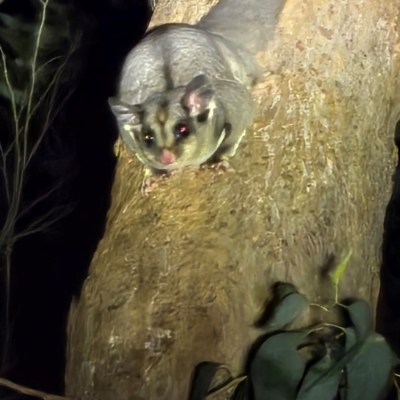 Petaurus breviceps (Sugar Glider) at Bannaby, NSW - 27 Aug 2024 by Lissanthe