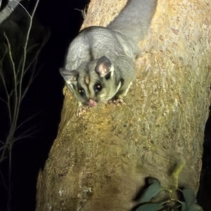 Petaurus breviceps at Bannaby, NSW - suppressed