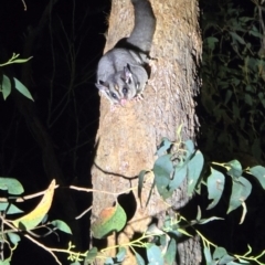 Petaurus breviceps at Bannaby, NSW - suppressed