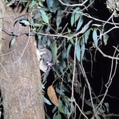 Petaurus breviceps at Bannaby, NSW - suppressed