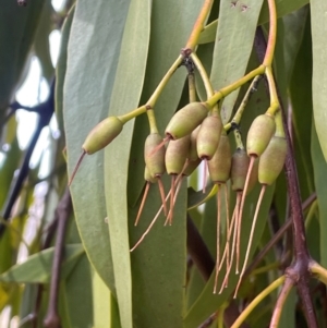 Amyema miquelii at Boambolo, NSW - 27 Aug 2024