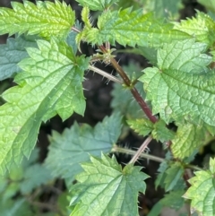 Urtica incisa (Stinging Nettle) at Boambolo, NSW - 27 Aug 2024 by JaneR