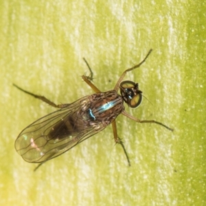 Sympycnus (Sympycnus) anomalipennis at Melba, ACT - 27 Aug 2024 02:23 PM