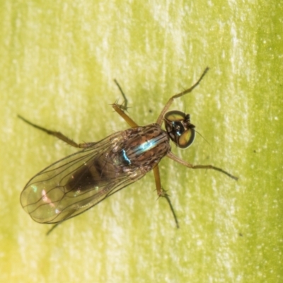 Sympycnus (Sympycnus) anomalipennis (Long-legged Fly) at Melba, ACT - 27 Aug 2024 by kasiaaus