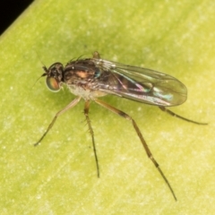 Sympycnus (Sympycnus) anomalipennis at Melba, ACT - 27 Aug 2024 02:23 PM